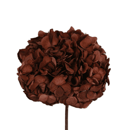 Hortensia préservée café, Fleur stabilisée de 16-20 cm de long