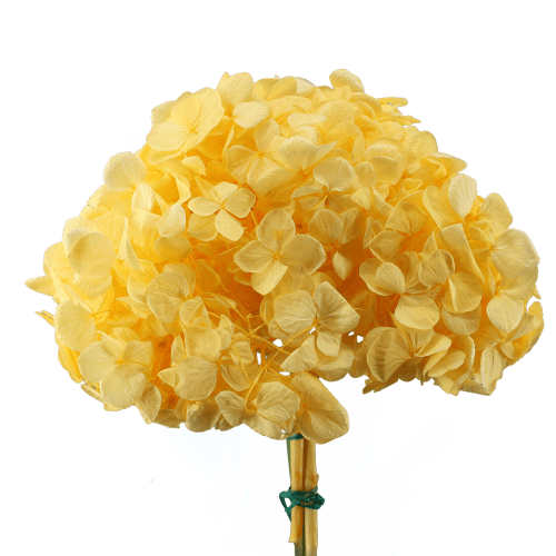 Hortensia Préservé Jaune-Orange, Fleur stabilisée de 16-20 cm de long