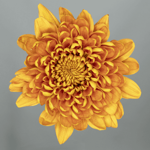 Bouquet de 10 Chrysanthèmes Uniflora Orange Bellavista, Fleur fraîche de 70 cm de long, 10 tiges
