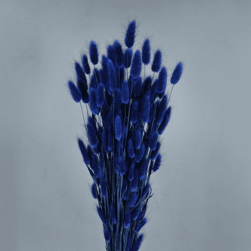 Lagurus seco azul, Flor seca de 40 cm de comprimento La Sempreviva