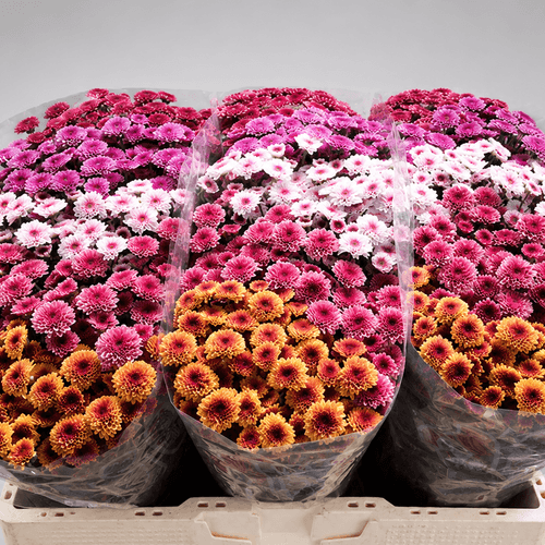 Bouquet de 25 chrysanthèmes Santini Mad Tyolo Mix multicolores, Fleur fraîche de 55 cm de long, 25 tiges