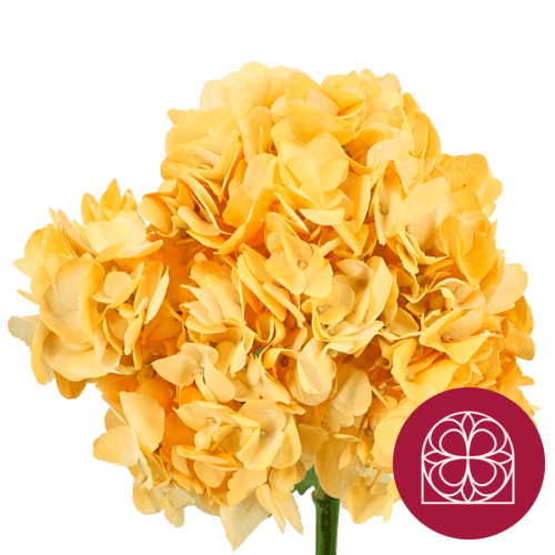 Hydrangea Pintado Coquette Premium