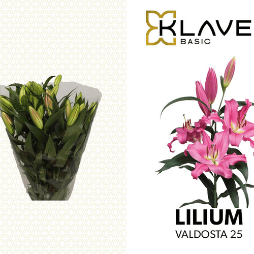 Lys Oriental Fuchsia El Capitan, Fleur fraîche de 75 cm de long, bouquet de 40 tiges