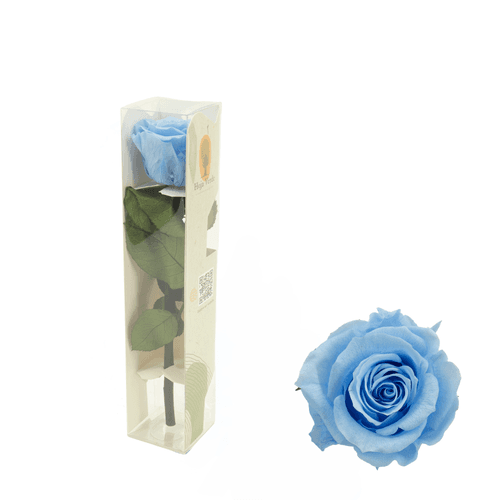 Rosa eterna azul claro en tallo