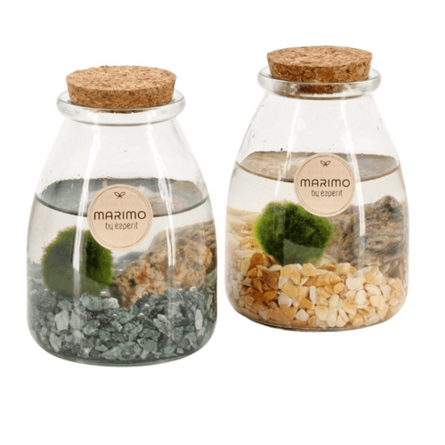 Terrarium Submarina, Plante de 14 cm de haut, lot de 6 unités