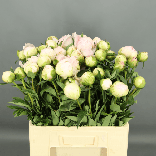 Ramo de 5 Peónias Cor-de-Rosa Pink Snow, Flor fresca de 55 cm de comprimento, 5 hastes