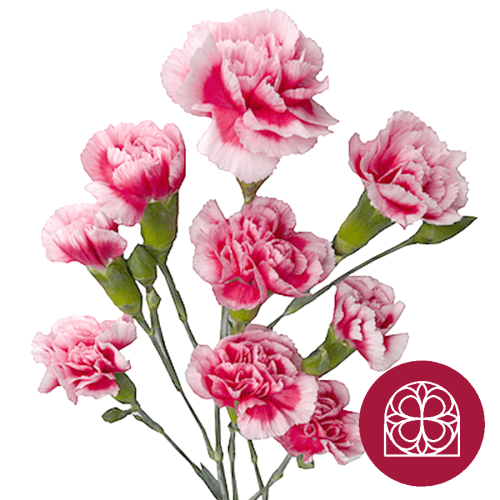 Clavel Mini Scarlette Plus Fancy