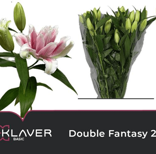 Lírio Oriental Double Fantasy, Flor fresca de 70 cm de comprimento, ramo de 20 hastes