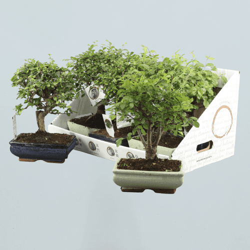 Bonsai Mix 6 Years Cerámica, Verde