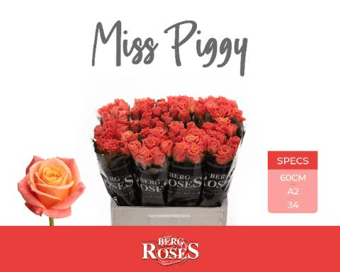 Bouquet de 10 roses corail Miss Piggy (Rosa), Fleur fraîche de 50 cm de long, 10 tiges