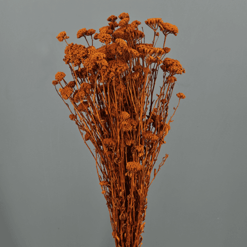 Achillea Silvestre, Naranja