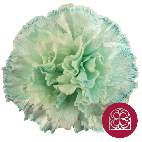Ramo de 20 Claveles Azul Claro Teñidos, Flor fresca de 70 cm de largo, 20 tallos