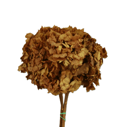 Hydrangea Ocre, Ocre