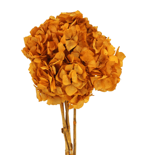 Hydrangea Marron, Ocre