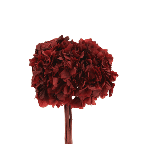 Hydrangea Grenat, Fleur stabilisée