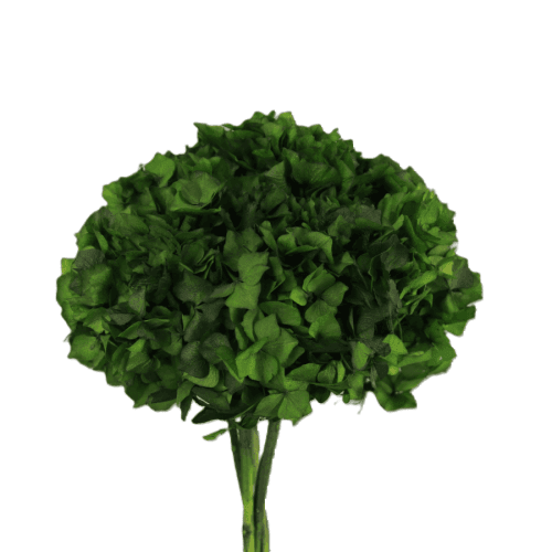 Hortensia vert foncé préservée, Fleur stabilisée