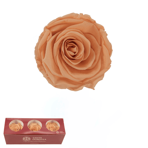 Rosa eterna Dusty Peach