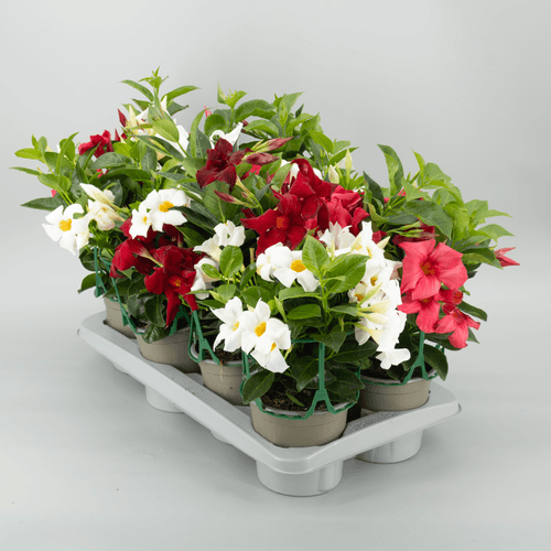 Dipladenia Mandevilla Roja - Trepadora con Flor de Patio (35 cm), Planta de 35 cm de alto, pack de 8 uds
