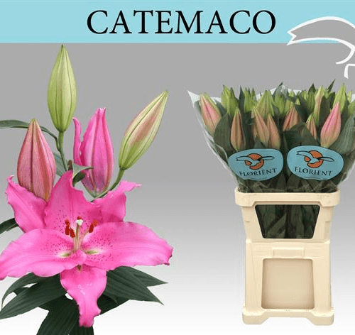Lilium rosa Catemaco, Flor fresca de 105 cm de comprimento, ramo de 3 hastes