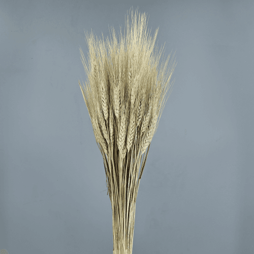 Triticum Natural 200 gr, Natural, 80cm