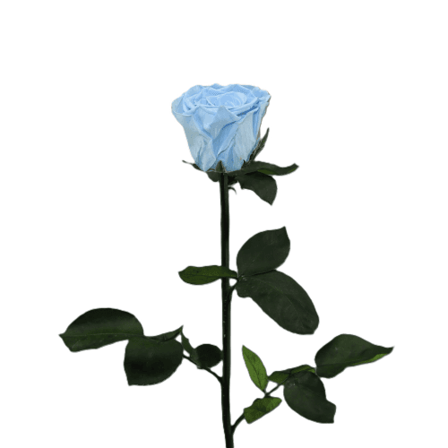 Rosa preservada azul claro, Flor preservada de 30-55,5 cm de largo
