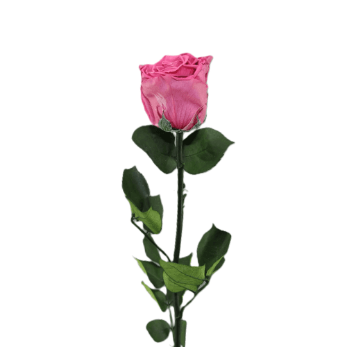 Rose Éternelle Cerise sur Tige, Fleur stabilisée de 50-55,5 cm de long, lot de 13 unités