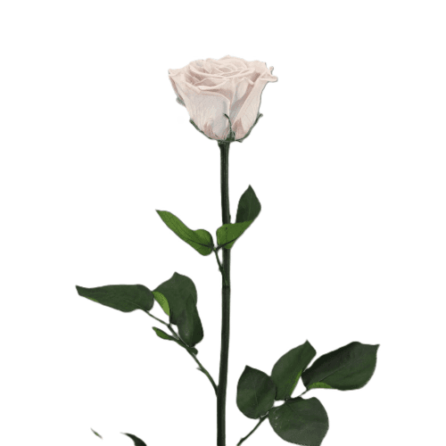 Rosa eterna Sand Beige