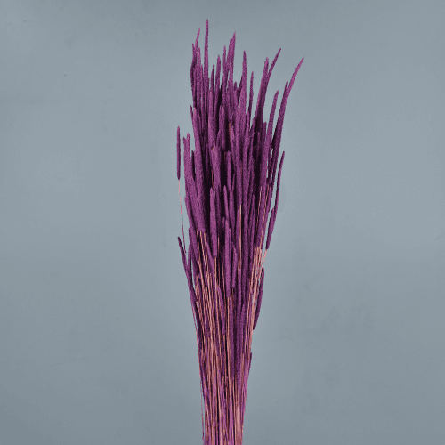 Fleo seco morado