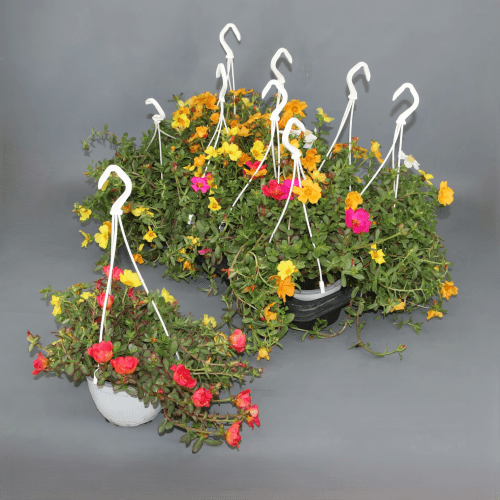 Verdolaga Colgante en Flor - Colores Variados para Balcón (25 cm), Planta de 25 cm de alto, pack de 8 uds