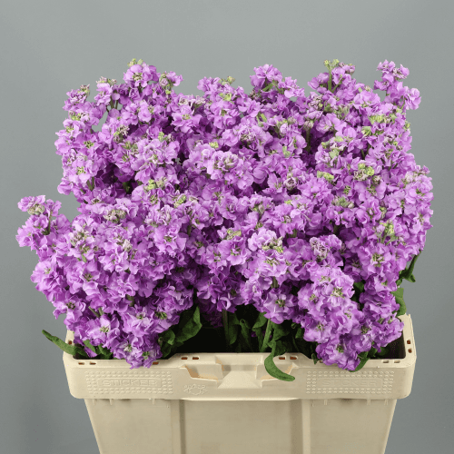 Ramo de 10 Goivos Impala Lavanda (Matthiola), Flor fresca de 54 cm de comprimento, 10 hastes