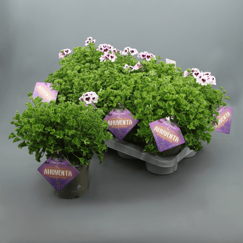 Planta Citronela Antimosquitos (Geranio Limón), Planta de 25 cm de alto, pack de 10 uds