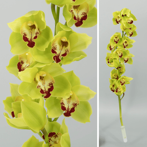 Orquídea Cymbidium Yonina Verde, Flor fresca de 80 cm de comprimento