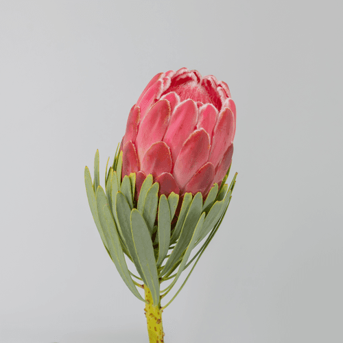 Ramo de 5 Proteas Venus Rojas, Flor fresca de 50 cm de largo, 5 tallos