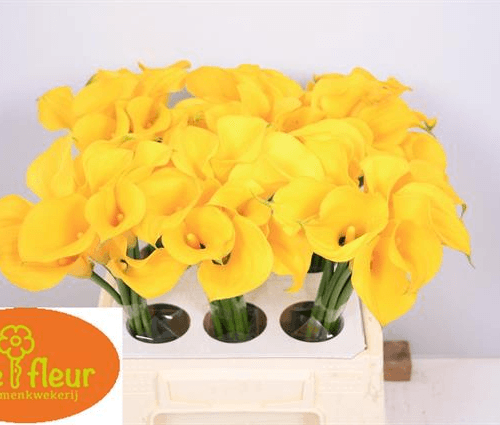 Ramo de 10 calas amarillas Florex Gold (Zantedeschia), 45-50 cm, Flor fresca de 45 cm de largo, 10 tallos