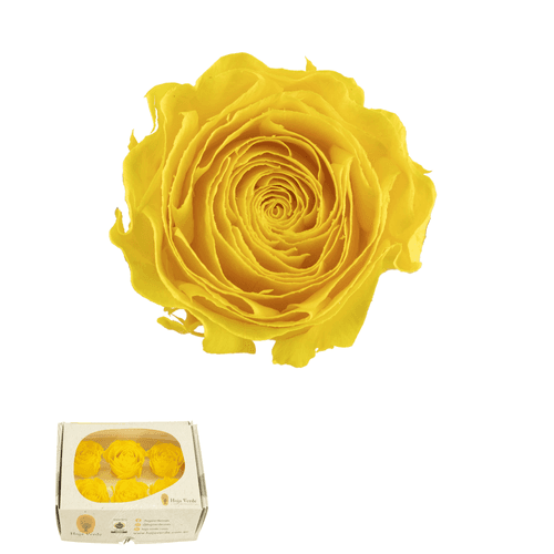 Rosa eterna Buttercap variada