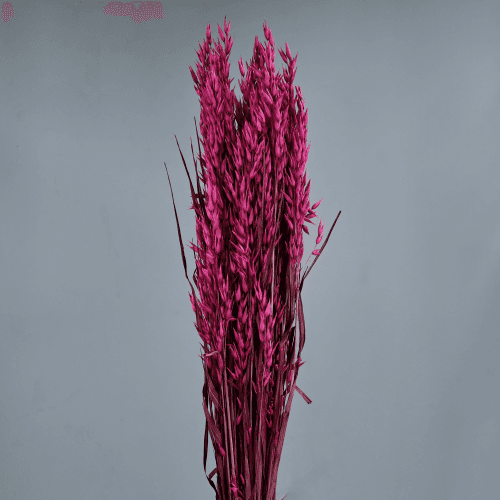 Avena Seca Decorativa Fucsia