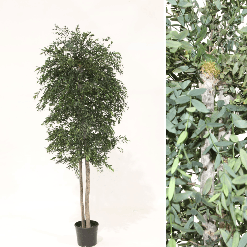 Árvore de Eucalipto Parvifolia Preservado, Flor preservada de 150-180 cm de comprimento