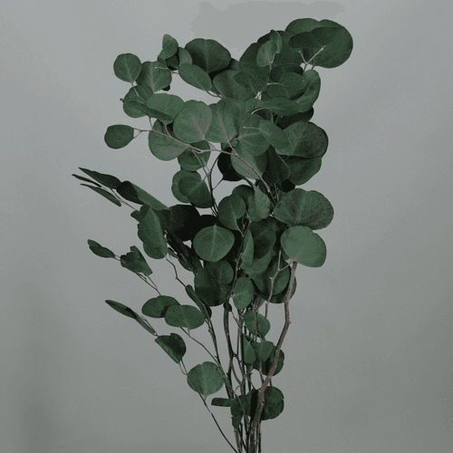 Eucalipto Preservado Populus Verde, Flor preservada de 40-50 cm de largo