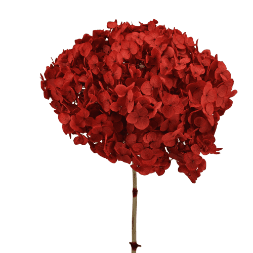 Hortensia Annabelle préservée rouge, Fleur stabilisée de 70 cm de long