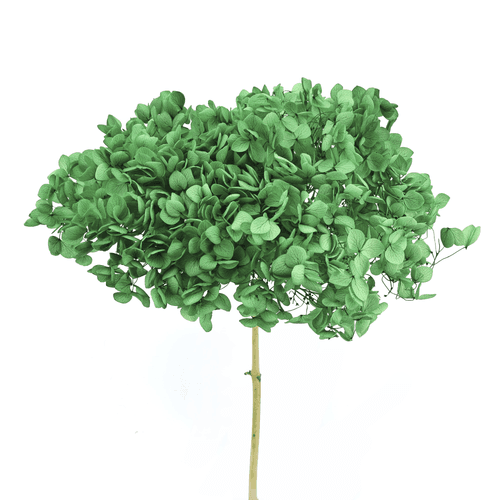 Hortensia Annabelle préservée vert foncé, Fleur stabilisée de 70 cm de long