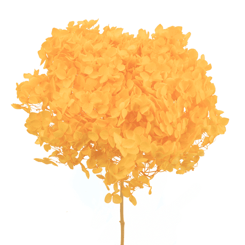 Hortensia Annabelle préservée jaune, Fleur stabilisée de 70 cm de long