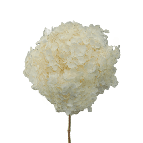 Hortensia Annabelle préservée blanche, Fleur stabilisée de 70 cm de long