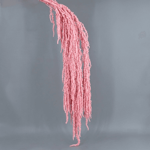 Amaranto preservado rosa claro