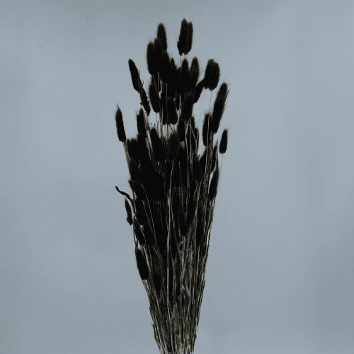Lagurus Séché Noir, Fleur séchée de 40-60 cm de long La Sempreviva