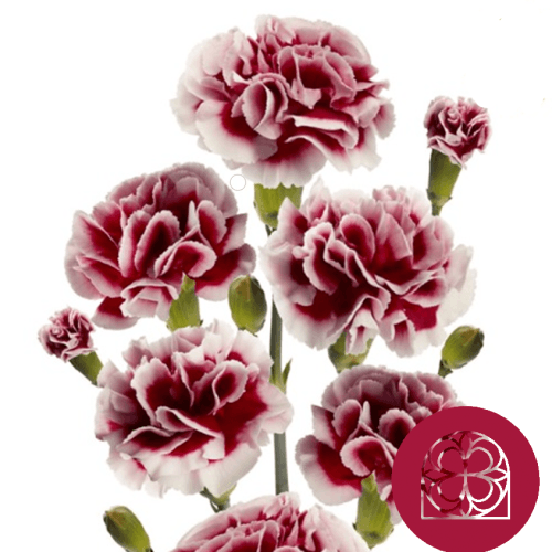 Clavell Mini Bicolor Granat i Blanc, Flor fresca de 70 cm de llarg, ram de 40 tiges