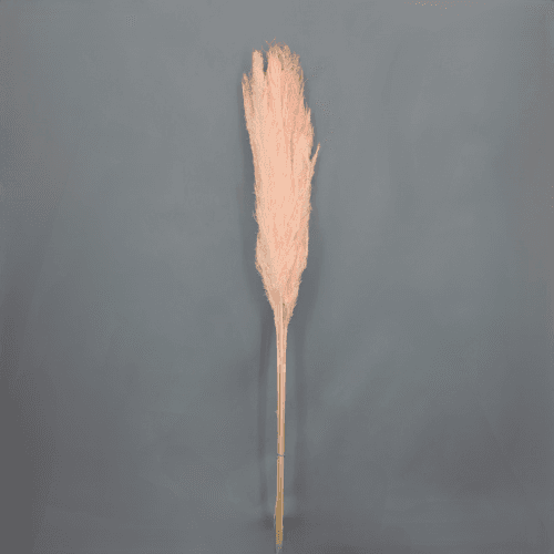 Cortaderia selloana (plumero rosa claro), 5 tallos