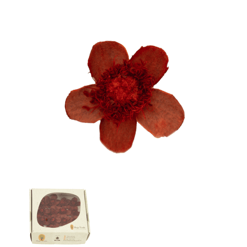 Rosa Myosotis preservada variada