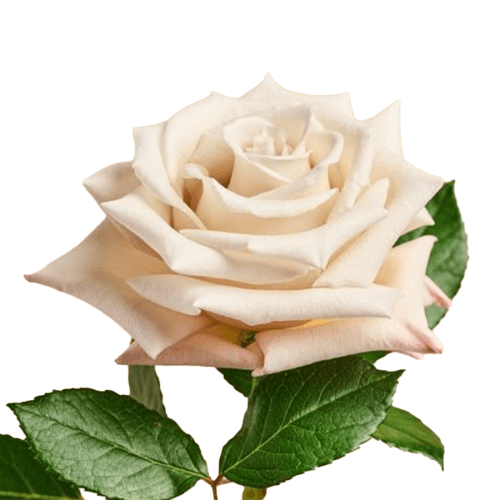 Ramo de 25 Rosas Branco Pérola Silver Sand, Flor fresca de 60 cm de comprimento, 25 hastes