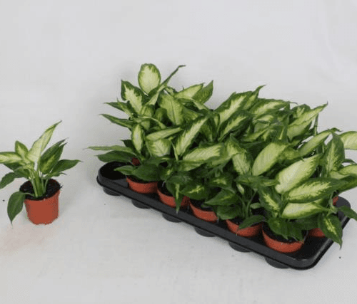 Dieff Camilla, Blanco/Verde, 1 tallos, 36cm