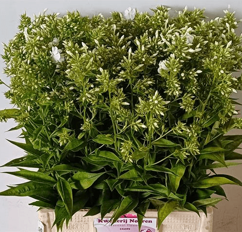 Phlox Blanco, Flor fresca de 70 cm de largo, ramo de 60 tallos